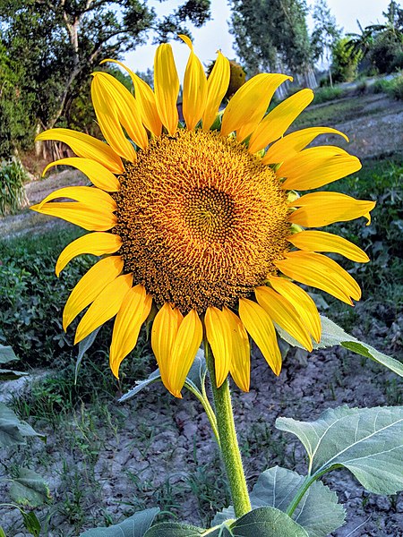 File:BeautifulSunflower.jpg