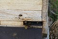 * Nomination Beekeeping near Dachau castle - a beehive entrance --Kritzolina 08:53, 5 April 2021 (UTC) * Promotion  Support Good quality. --Wilfredor 15:42, 5 April 2021 (UTC)