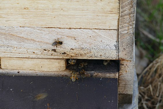 Entrance to a beehive