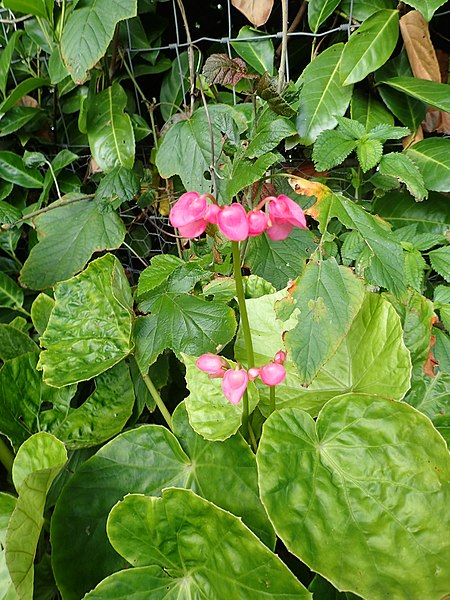 File:Begonia chitoensis - Flickr - peganum (2).jpg