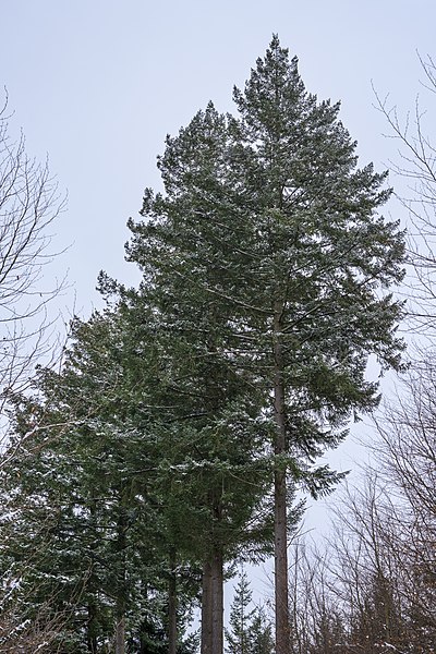 File:Beilstein - Billensbach - Waldweg nach Stocksberg - monumentale Nadelbaum-Reihe (1).jpg