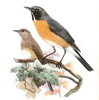 White-throated robin species of bird