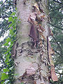 Betula forrestii