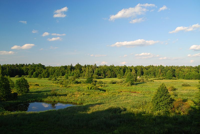 File:Białowieski park narodowy 02.jpg