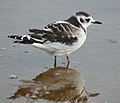 Juvenile; Yyterin, Pori, Suomi - Finland