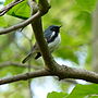 Thumbnail for File:Black-throated Blue Warbler (13887005009).jpg