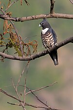 Black Baza at Mahananda WLS.jpg