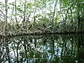 Mangroveerdő a Black River partján