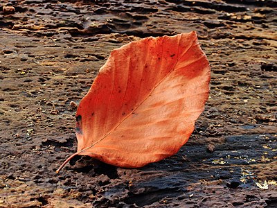 "Blad_van_beuk_(Fagus_sylvatica)_02.JPG" by User:Famberhorst