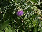 Blessed Milk Thistle (6377308057).jpg