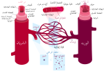 Thumbnail for File:Blood vessels-ar.svg