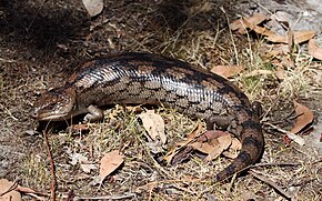 Blotched Blue Tongue (Tiliqua nigrolutea) resminin açıklaması (8485228336) .jpg.