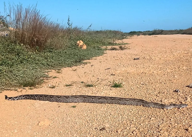 File:Boa constrictora de Paraguaná.jpg