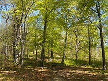 Le traitement en futaie irrégulière est un mode de sylviculture qui peut aussi convenir aux forêts périurbaines, comme dans ce bois près de Lausanne.