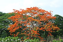 Bombax ceiba Sukhothai.JPG