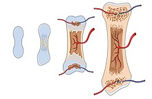 Diagram showing stages of endochondral ossification Bone growth -- Smart-Servier (cropped).jpg