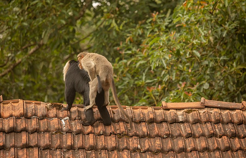 File:Bonnet macaque LTM.jpg