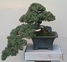 A bonsai specimen of 'Nana' Bonsai Juniperus procumbens.jpg