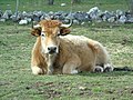 Bos taurus Vaca