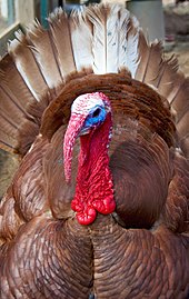 A Bourbon Red turkey, designated as watch status Bourbon Red tom close-up.jpg