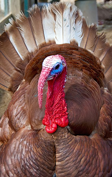 File:Bourbon Red tom close-up.jpg