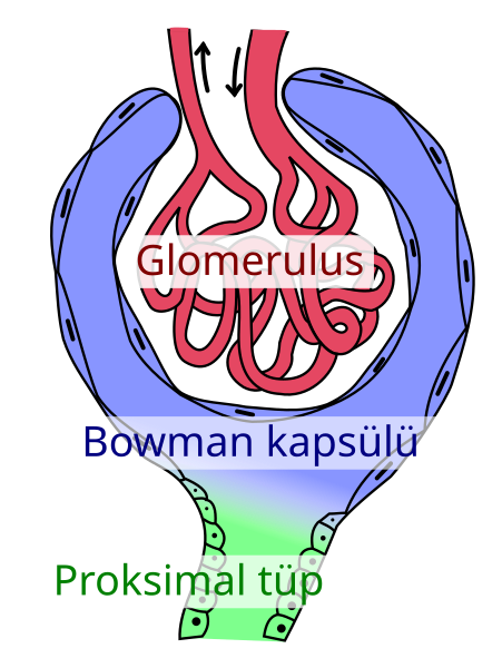 File:Bowman's capsule and glomerulus-tr.svg