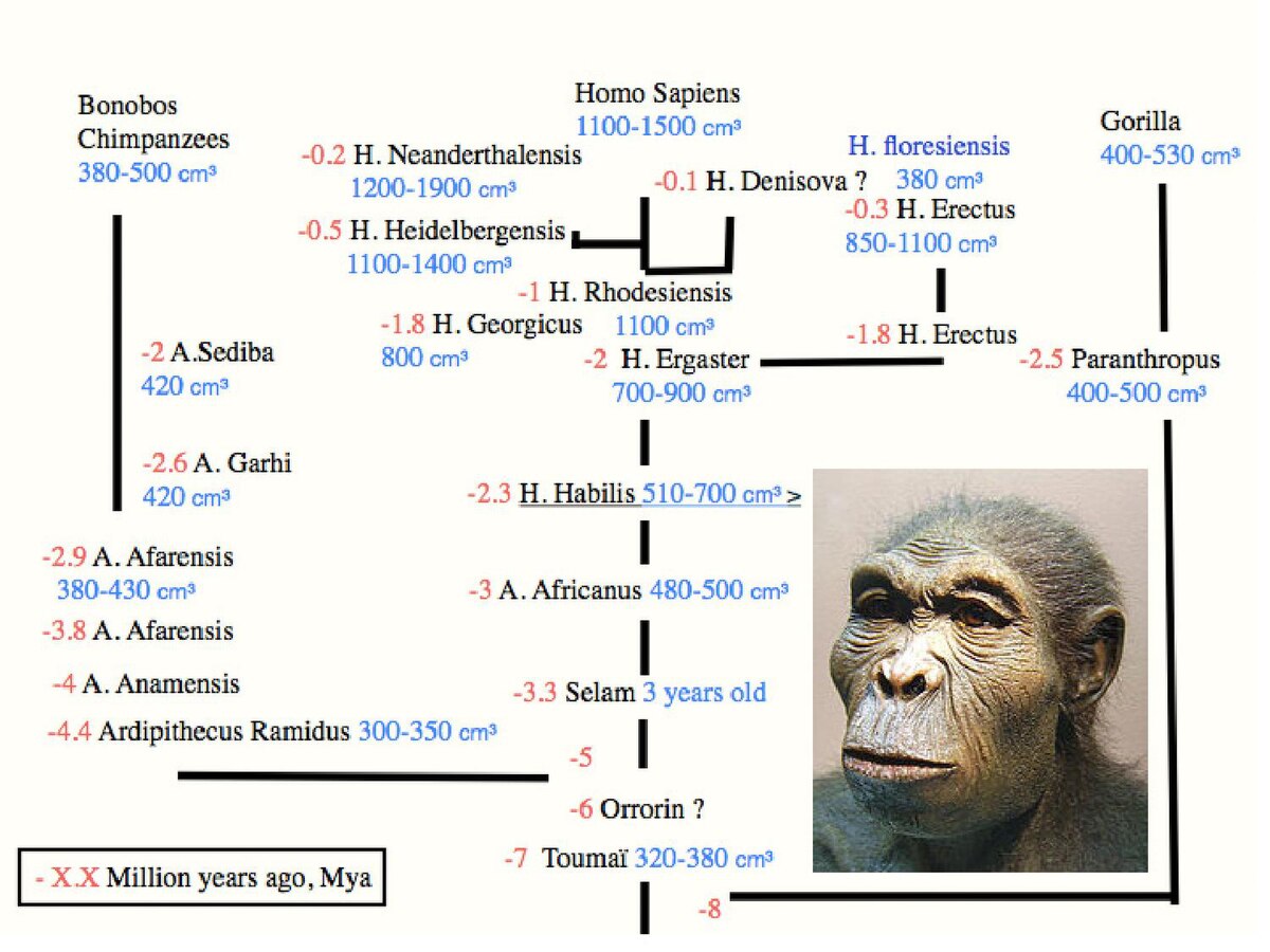 Homo перевод на русский. Хомо сапиенс перевести. Основные подвиды homo sapiens.