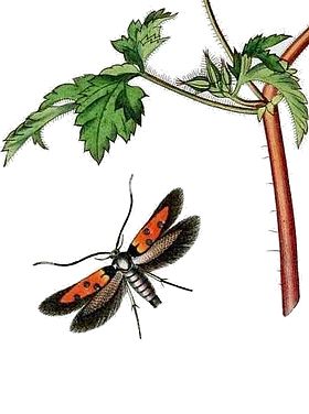 Chrysoclista linneella