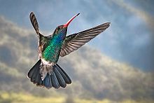Broad-billed hummingbird Cynanthus latirostris BroadbilledHummingbird.jpg