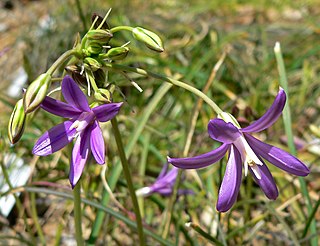 <i>Brodiaea appendiculata</i> Species of flowering plant