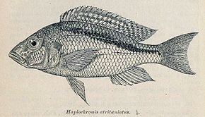 Kuvan kuvaus Buccochromis atritaeniatus.jpg.