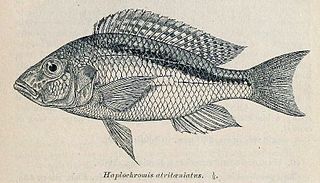<i>Buccochromis atritaeniatus</i> Species of fish