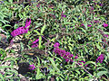 Buddleja davidii 'Royal Red'.