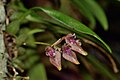 Bulbophyllum japonicum