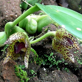 <i>Bulbophyllum <span style="font-style:normal;">sect.</span> Leopardinae</i> Section of flowering plants