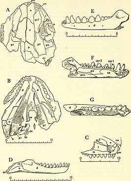 Gymnarthridae