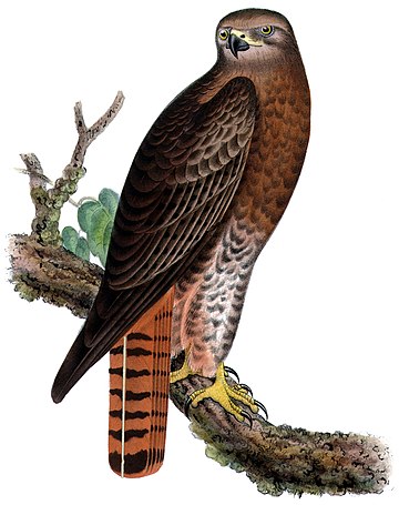 Buteo jamaicensis