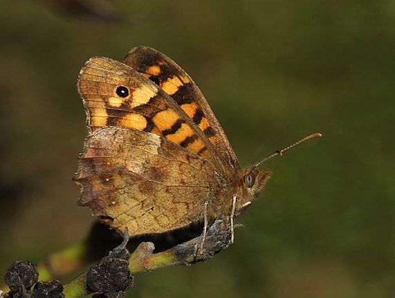 Speckled Wood buterfly