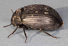 Byrrhus pilula, Cader Idris, Severní Wales, červen 2010 (23430599841) .jpg