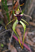 Caladenia dilatata