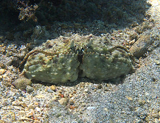 <i>Calappa</i> (crab) Genus of crabs