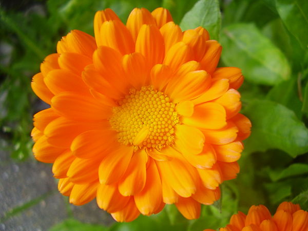 The marigold flower, or Calendula