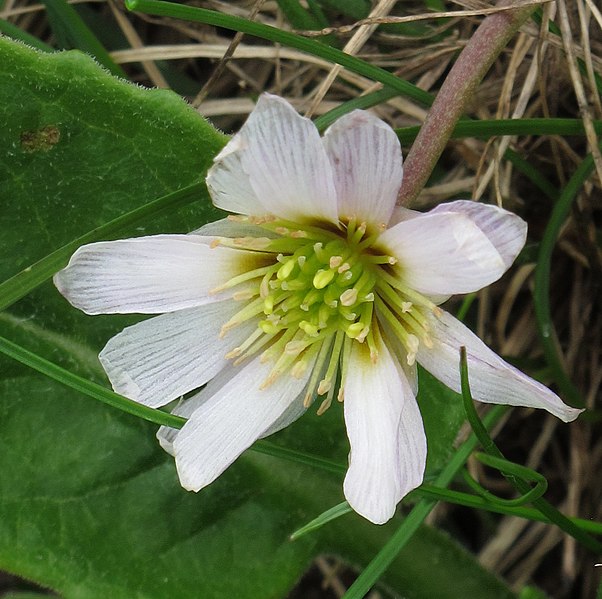 File:Callianthemum kernerianum 2 RF.jpg