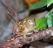 Captive eastern pygmy marmoset in Victoria, B.C, Canada Callithrix pygmaea - Flickr - Dick Culbert.jpg