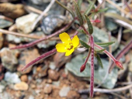 Camissonia benitensis