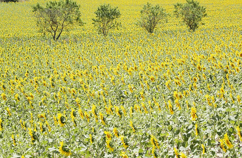 File:Campos de girasol Imgn003.jpg