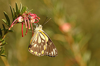 <i>Belenois java</i> Species of butterfly