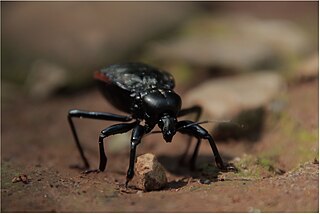 <i>Carabus japonicus</i> Species of ground beetle that predominates in Japan