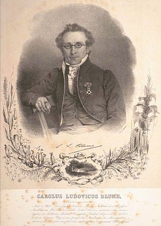 <span class="mw-page-title-main">Carl Ludwig Blume</span> German-Dutch botanist