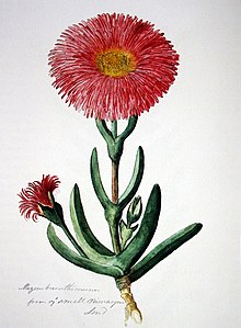 Carpobrotus quadrifidus00.JPG